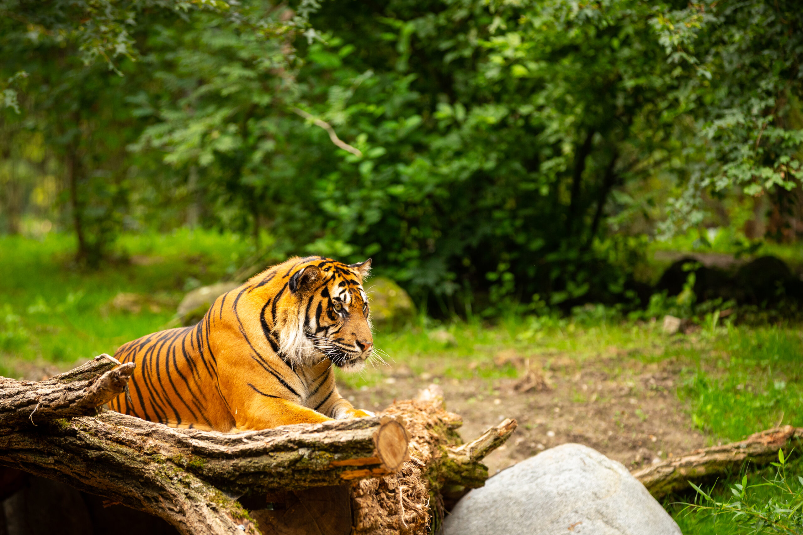 A woman who died in a tiger attack