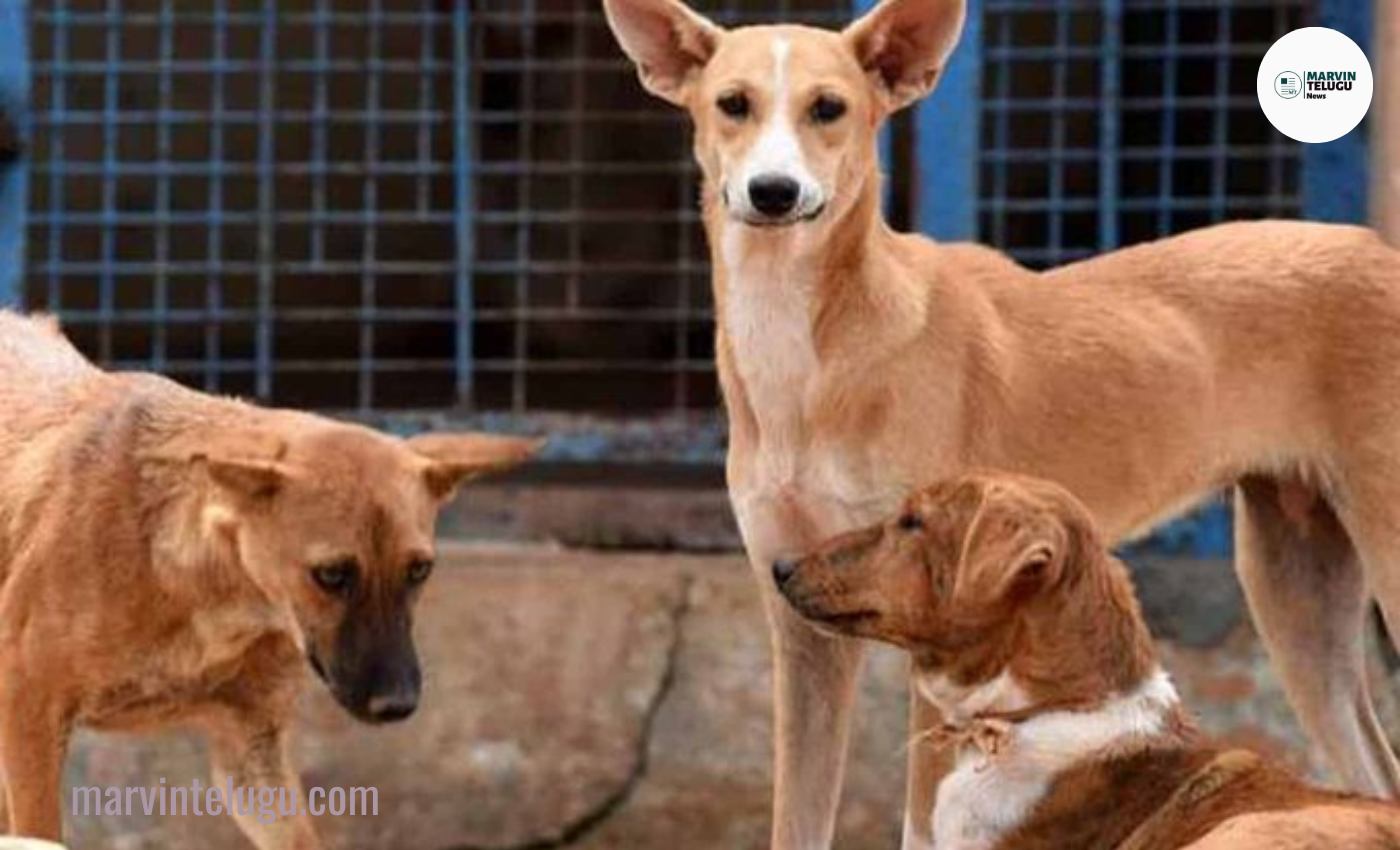 dog attack | Stray dog ​​attack on child.. missed accident