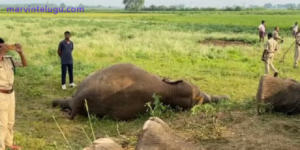 Four elephants died due to electrocution in Andhra's Srikakulam