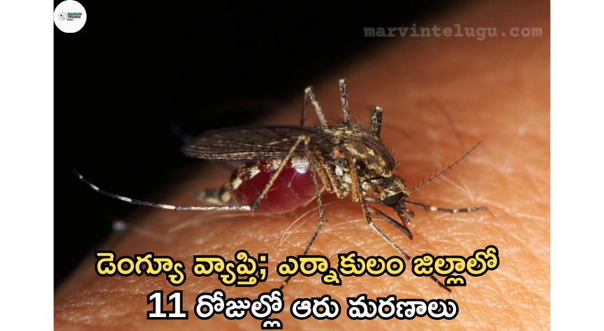 డెంగ్యూ జ్వరం Six deaths in 11 days in Ernakulam district due to dengue fever