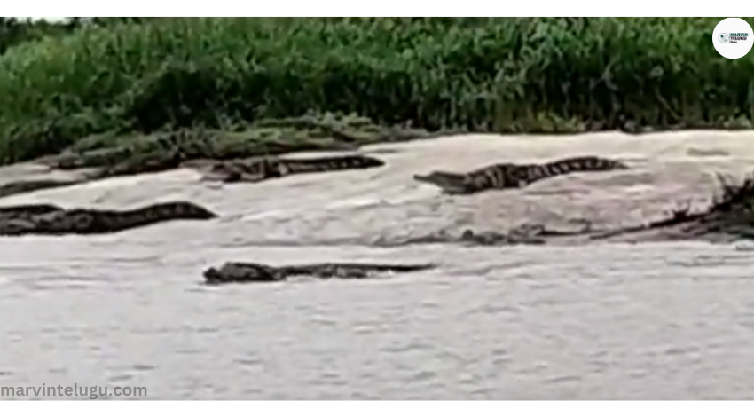 కృష్ణా Crocodiles on the banks of Krishna river...