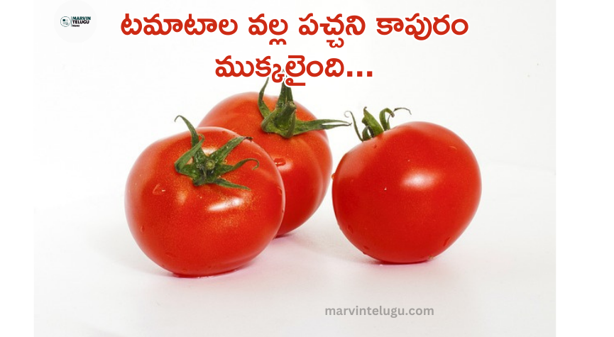 2 టమాటాల 2 tomatoes cut green camphor into pieces…