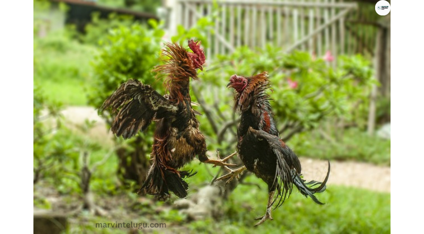 చర్లపల్లి Chicken races in Charlapalli