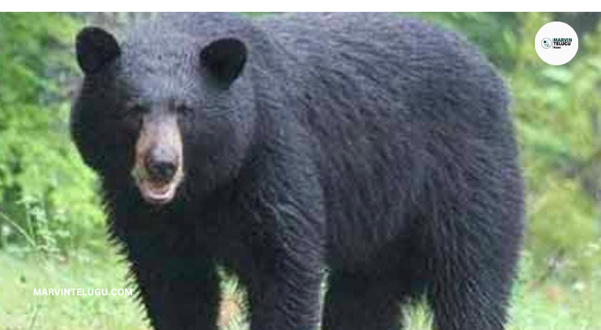 Bear Attack | Two killed in bear attack