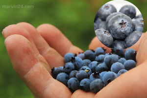 Blueberry benefits