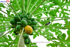 Raw papaya benefits