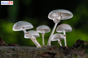 Eating mushrooms cures these 5 diseases