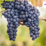 Black Grapes Benefits of Eating Health