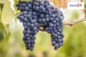 Black Grapes Benefits of Eating Health