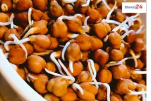 Chickpea Sprouts Benefits | Health Benefits of Eating Sprouted Chickpeas