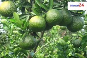 Mosambi Benefits | Health Benefits of Eating Mosambi